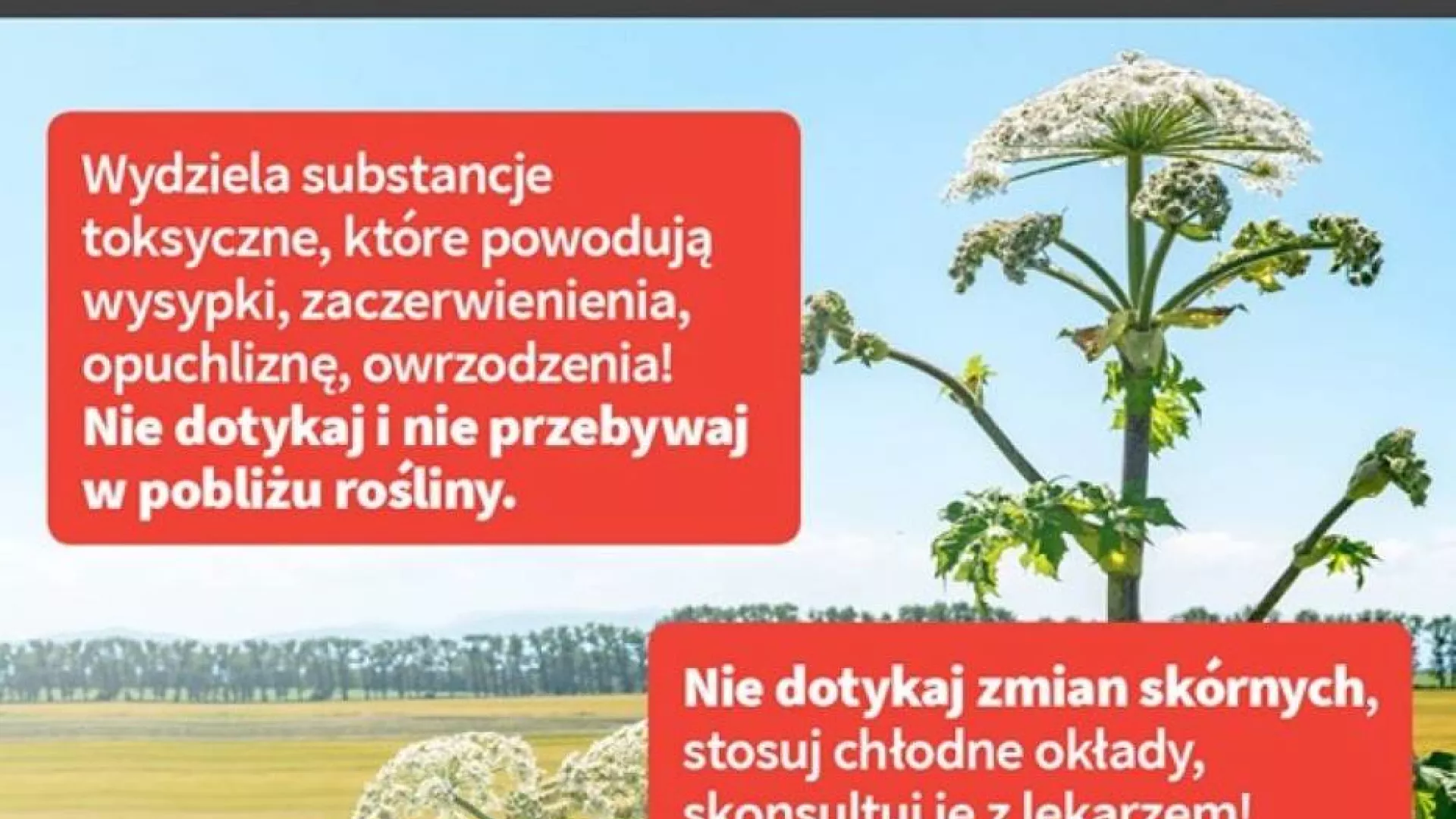 Ulotka informacyjna - Barszcz Sosnowskiego